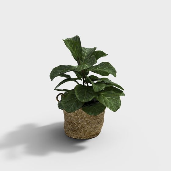 ไม้ประดับ 38