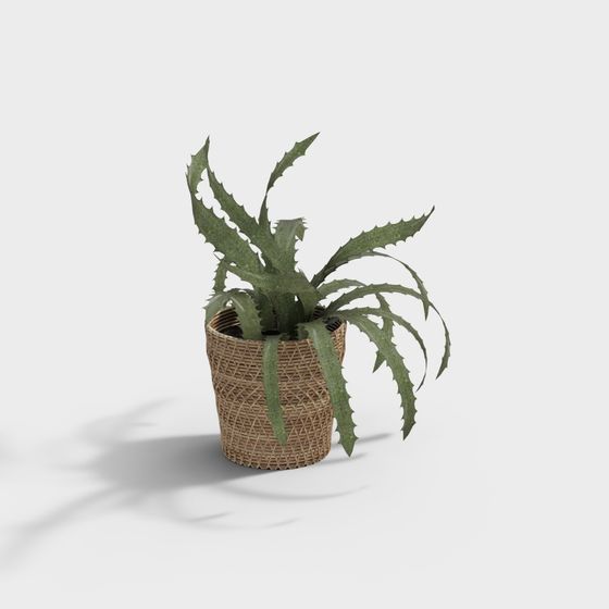 Desert Plant Potted 3D Model
