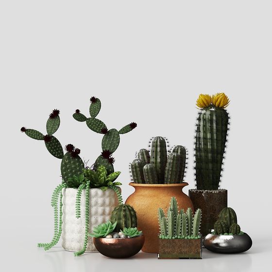 Realistic Cactus and Succulent 3D Model Set