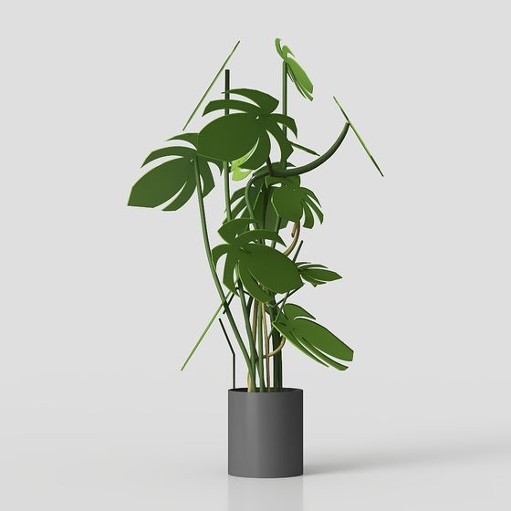 Monstera Plant 3D Model
