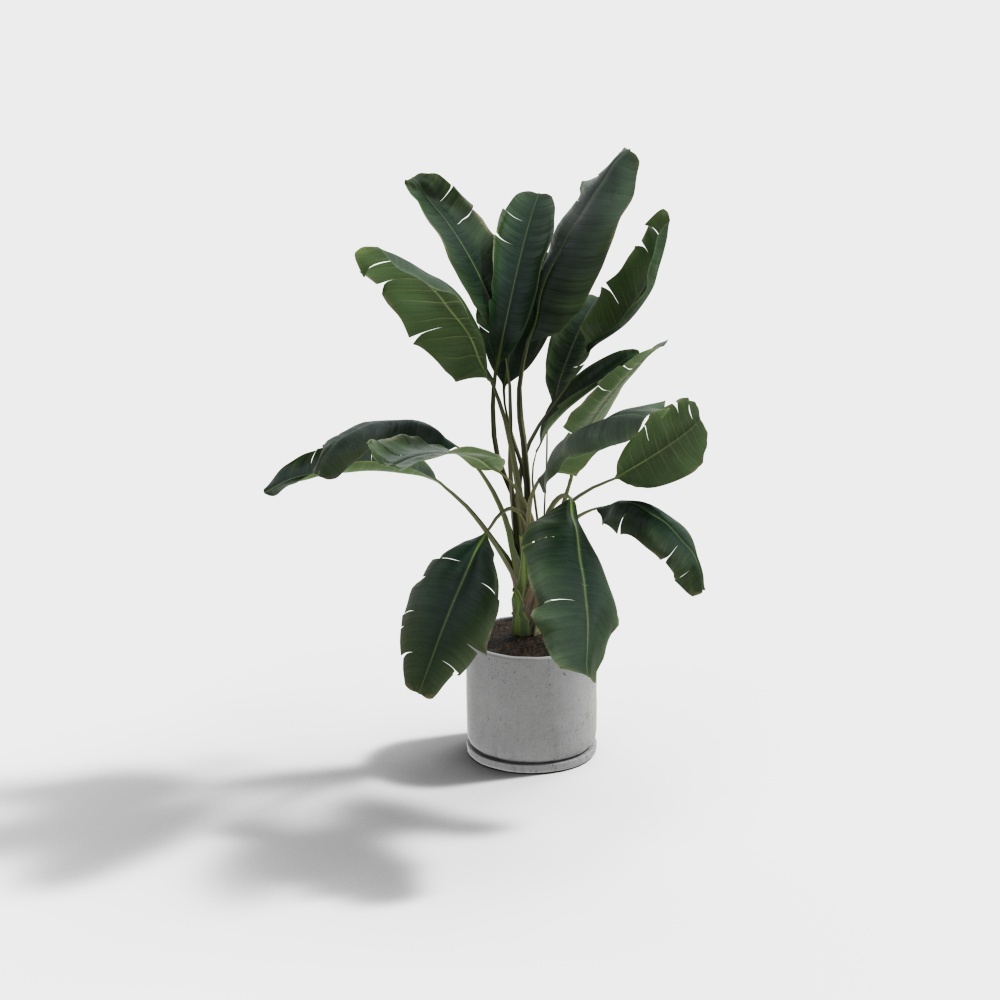 Tropical Plants 3D Model for Designers