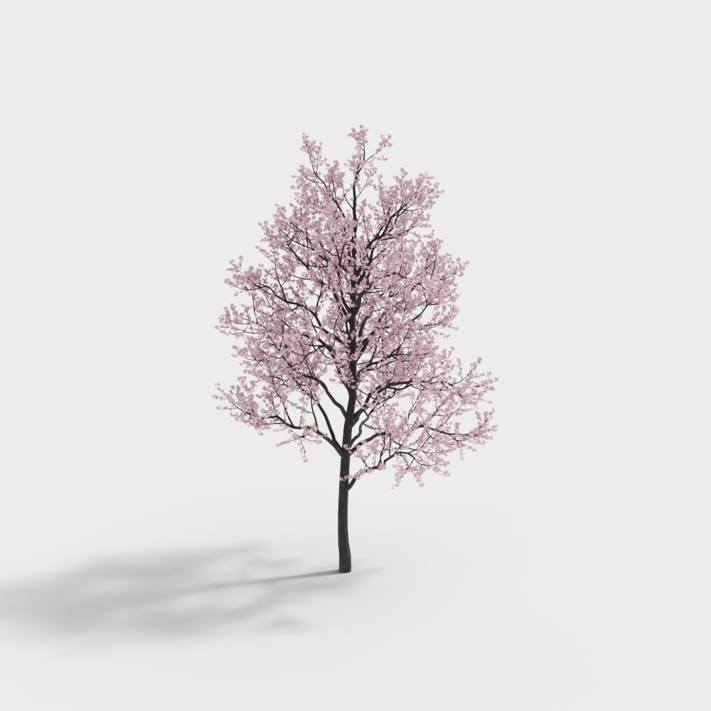 Spring's Messenger Cherry Blossom Tree 3D model