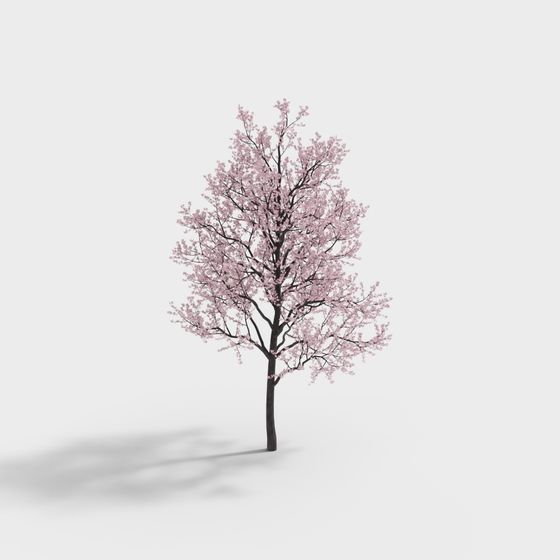 Spring's Messenger Cherry Blossom Tree 3D model