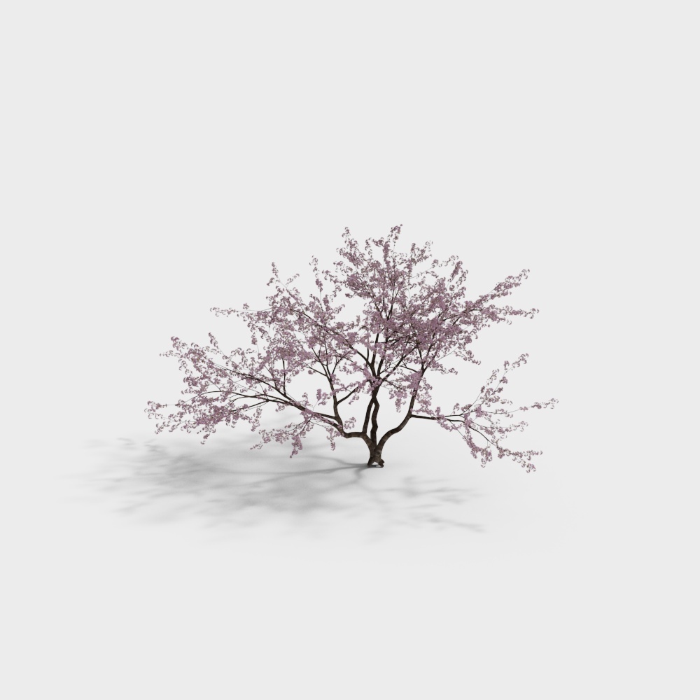 Spring Messenger Cherry Blossom Tree 3D model
