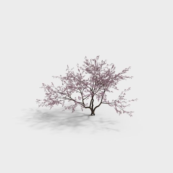 Spring Messenger Cherry Blossom Tree 3D model