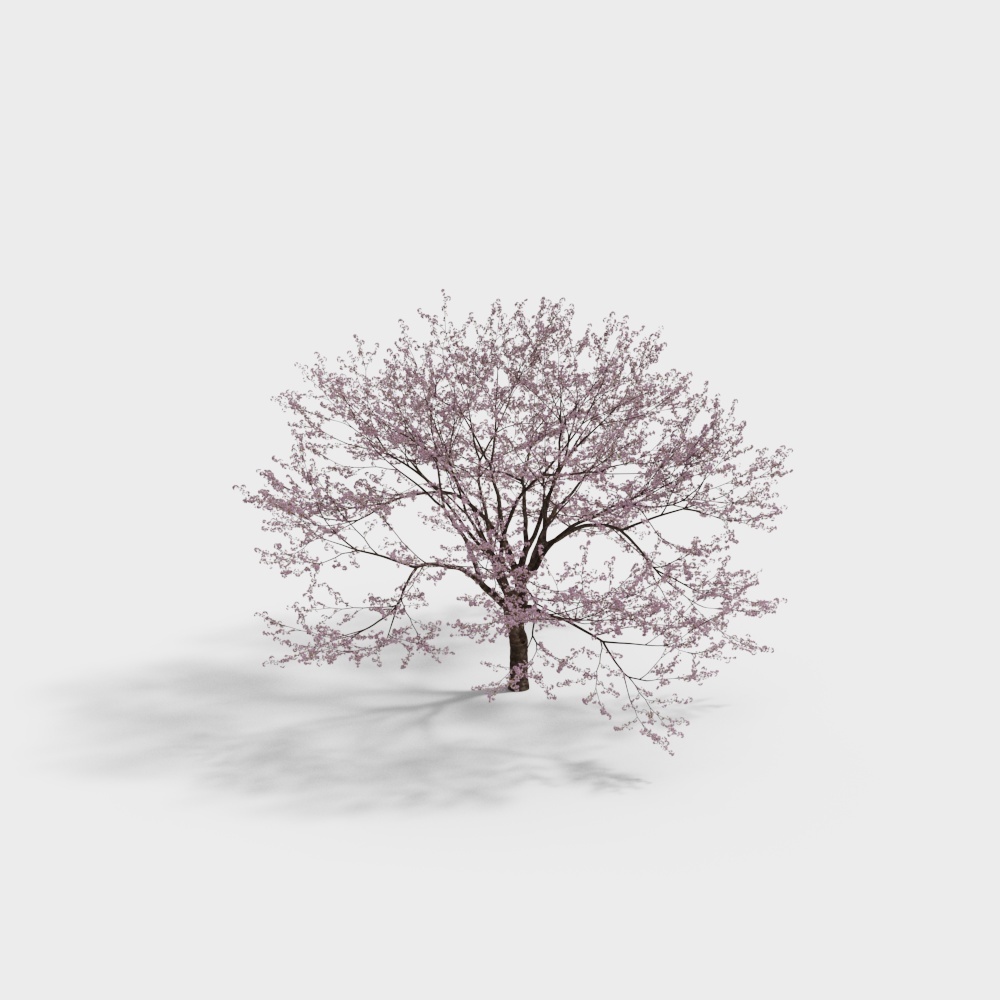 Spring Blossom Cherry Tree 3D model