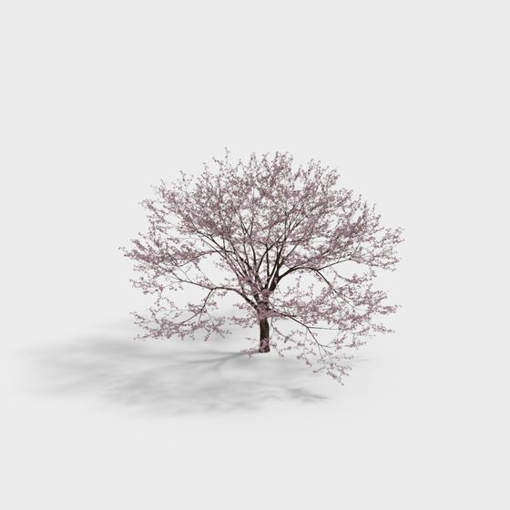 Spring Blossom Cherry Tree 3D model