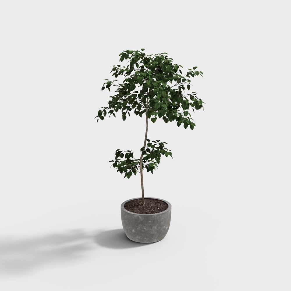Potted Plants-wx