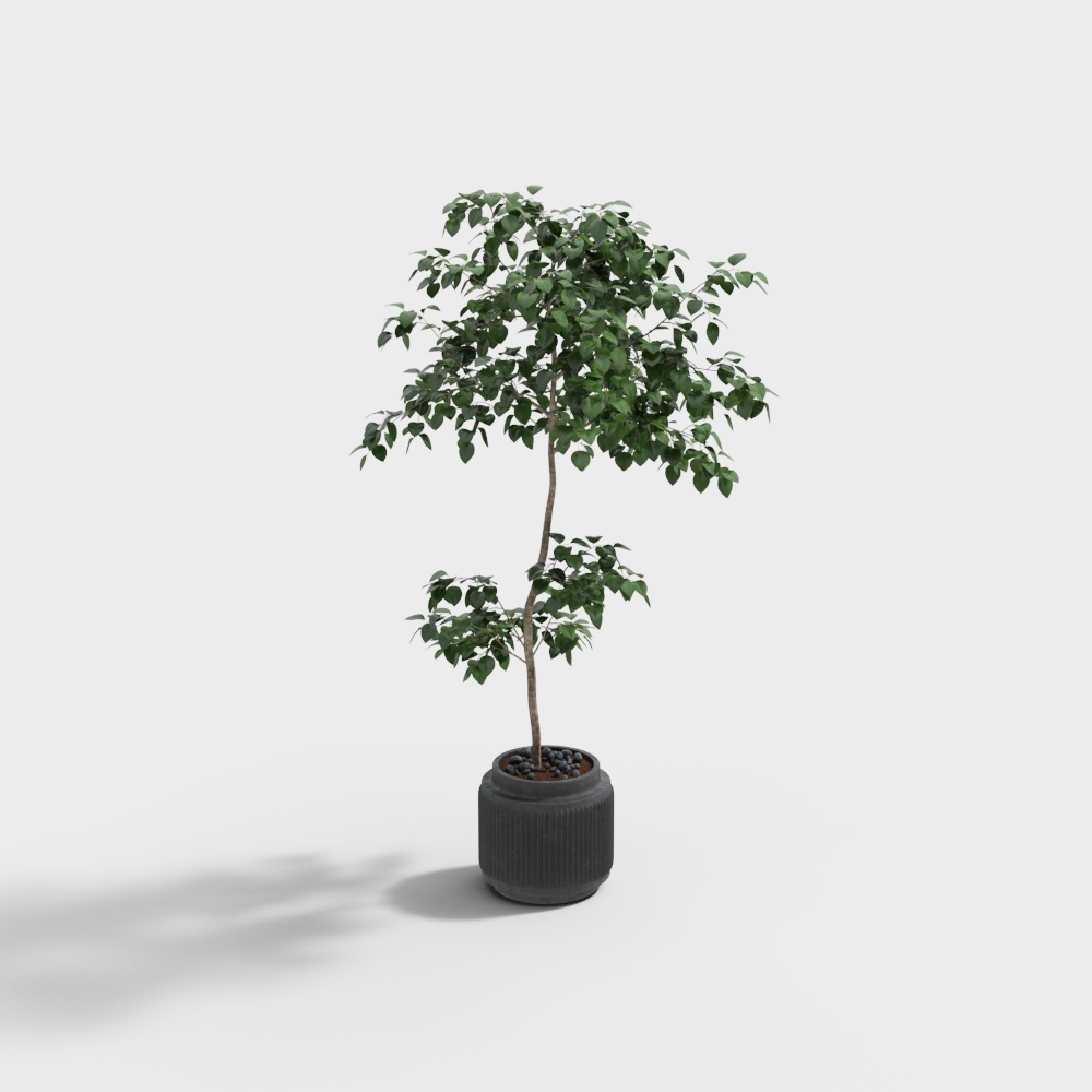 Potted plants-wx