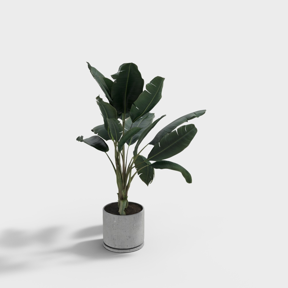 Potted Plants-wx