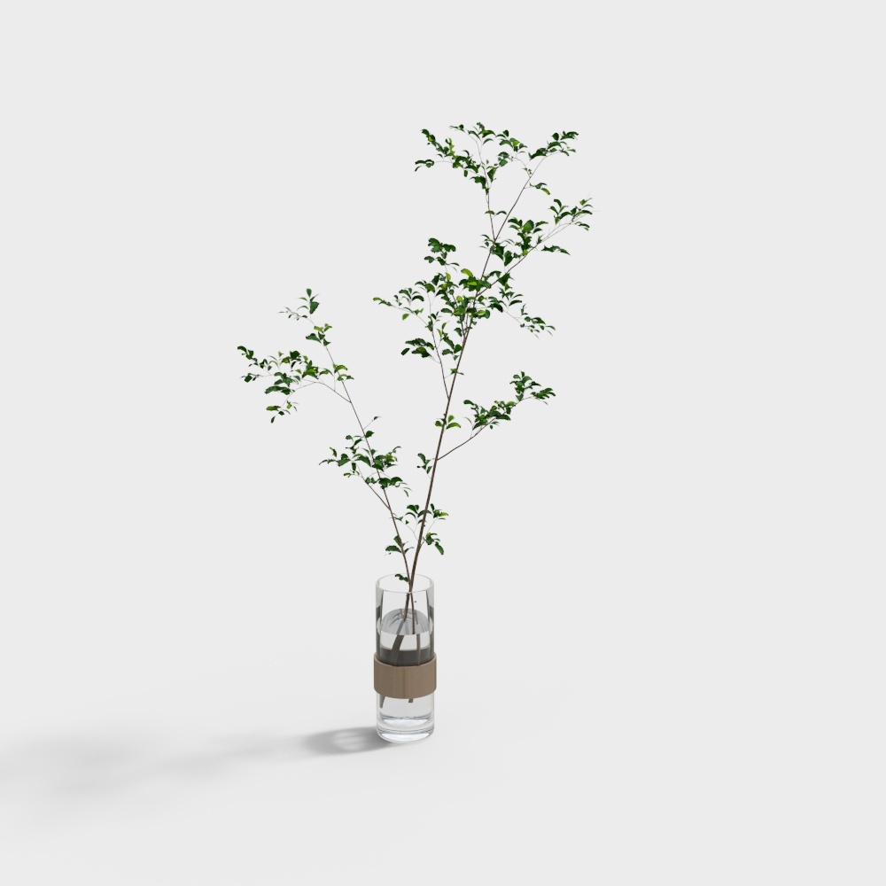 Vase green plants-wx