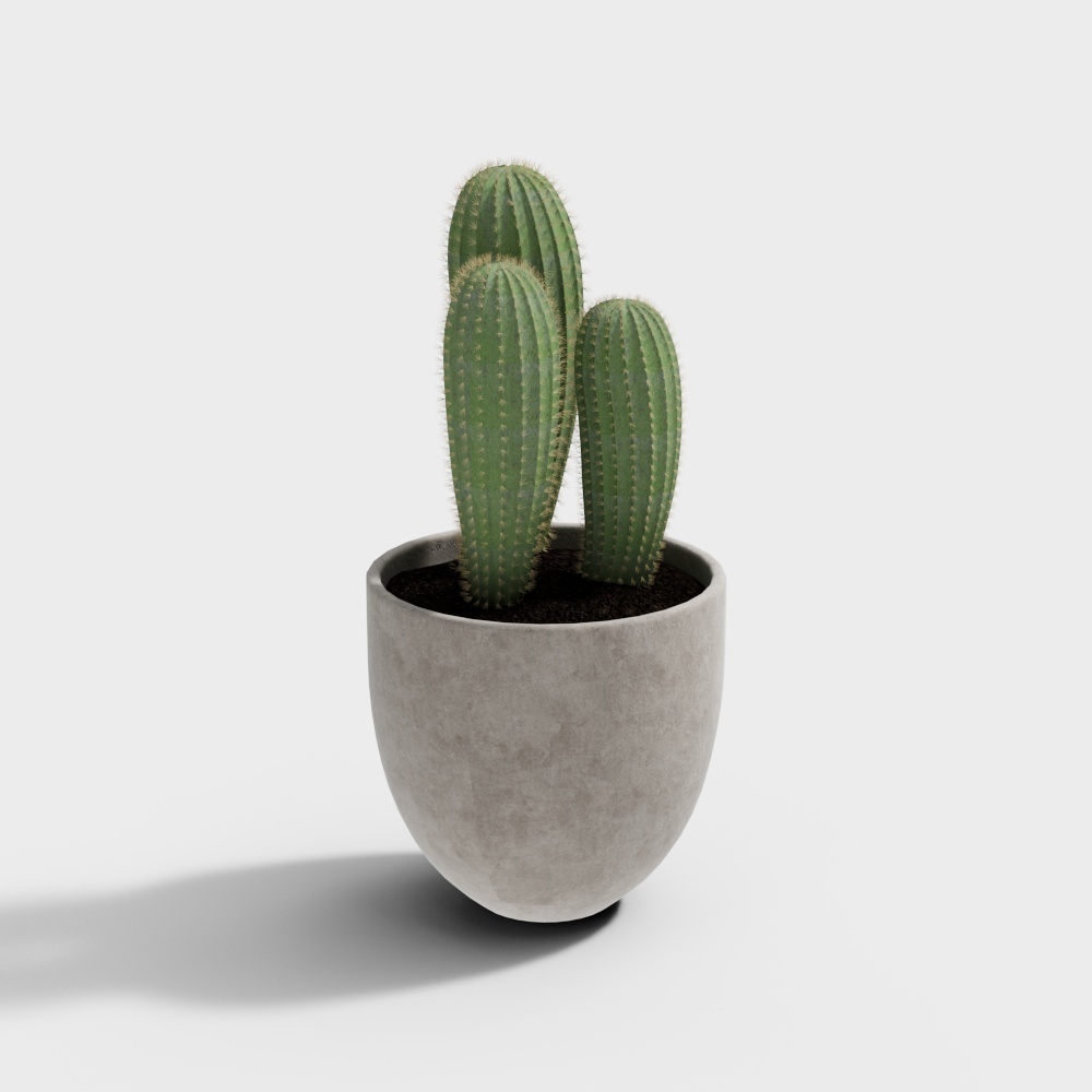 Plante cactus en pot