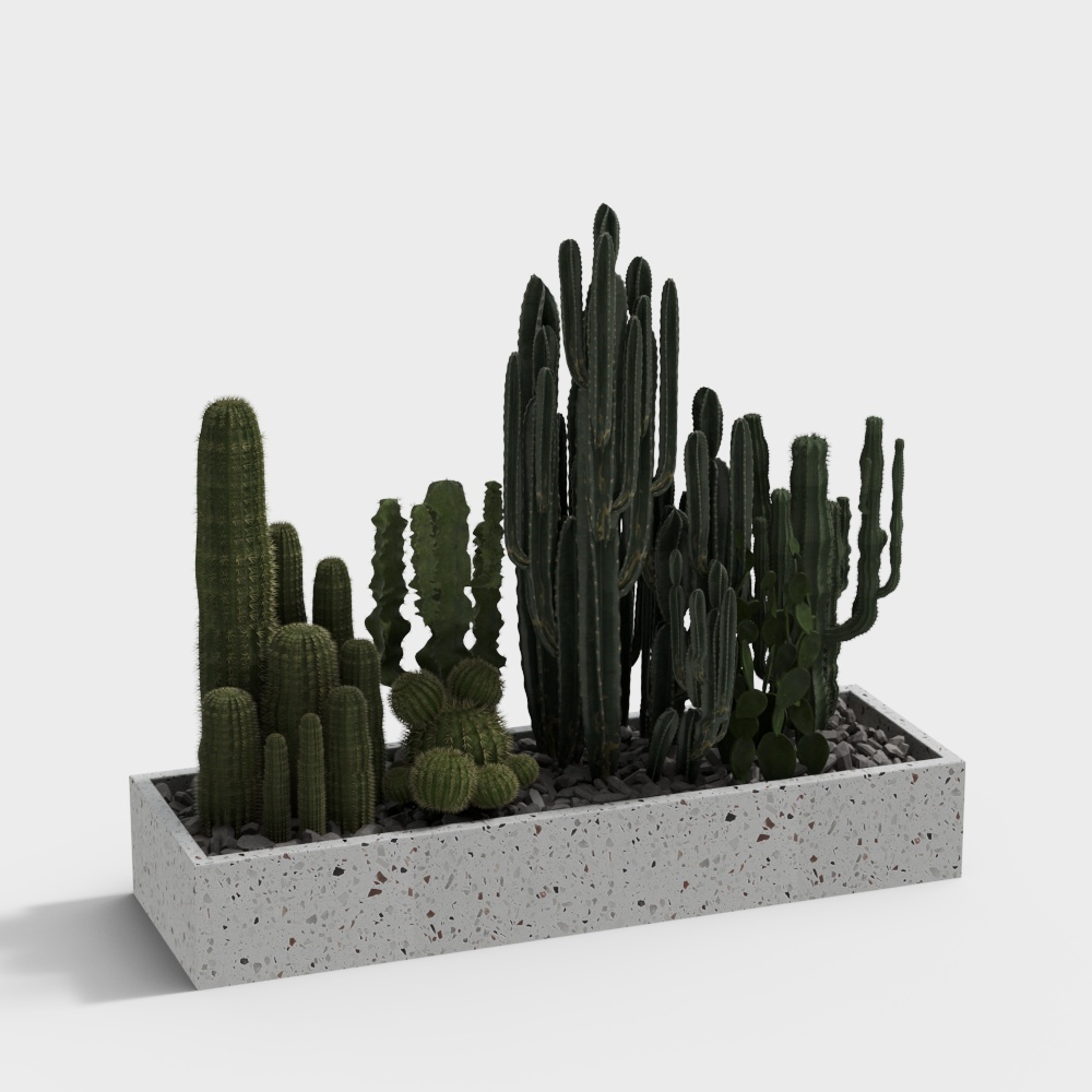 Modern potted cactus plant
