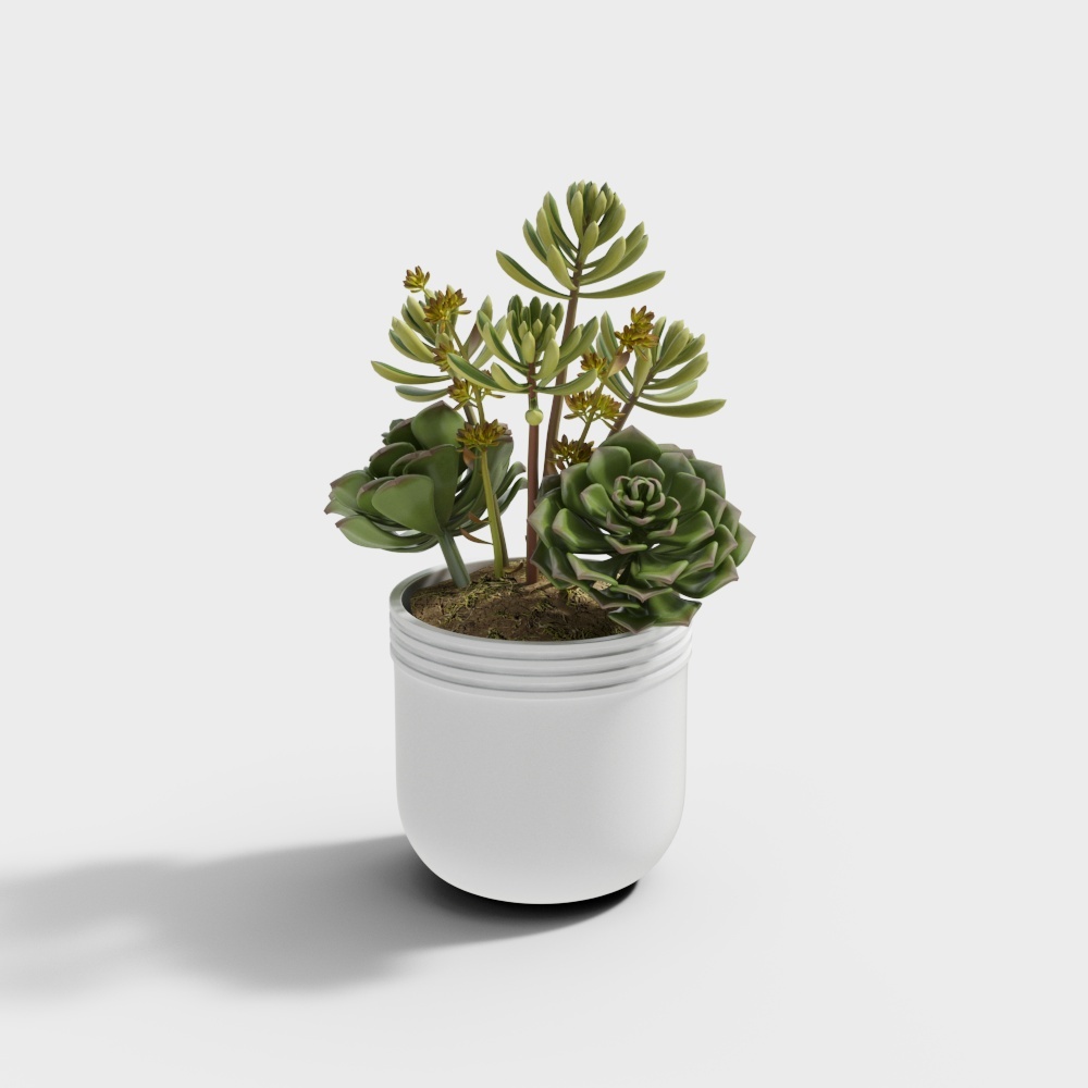 Succulent potted plant
