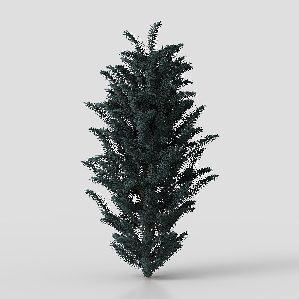 Tall dark green pine tree with dense needles on grey background