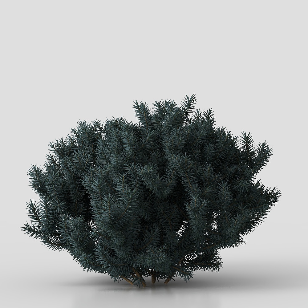 Small dark green pine bush with needle leaves on grey background