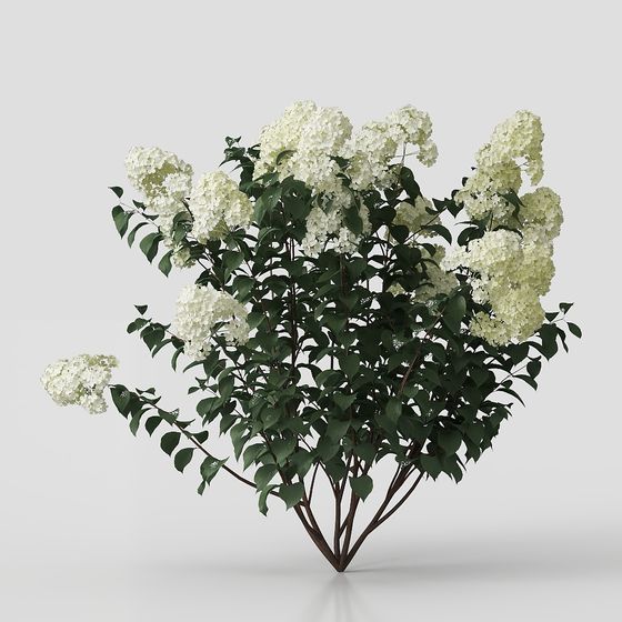 Elegant White Hydrangea 3D Model