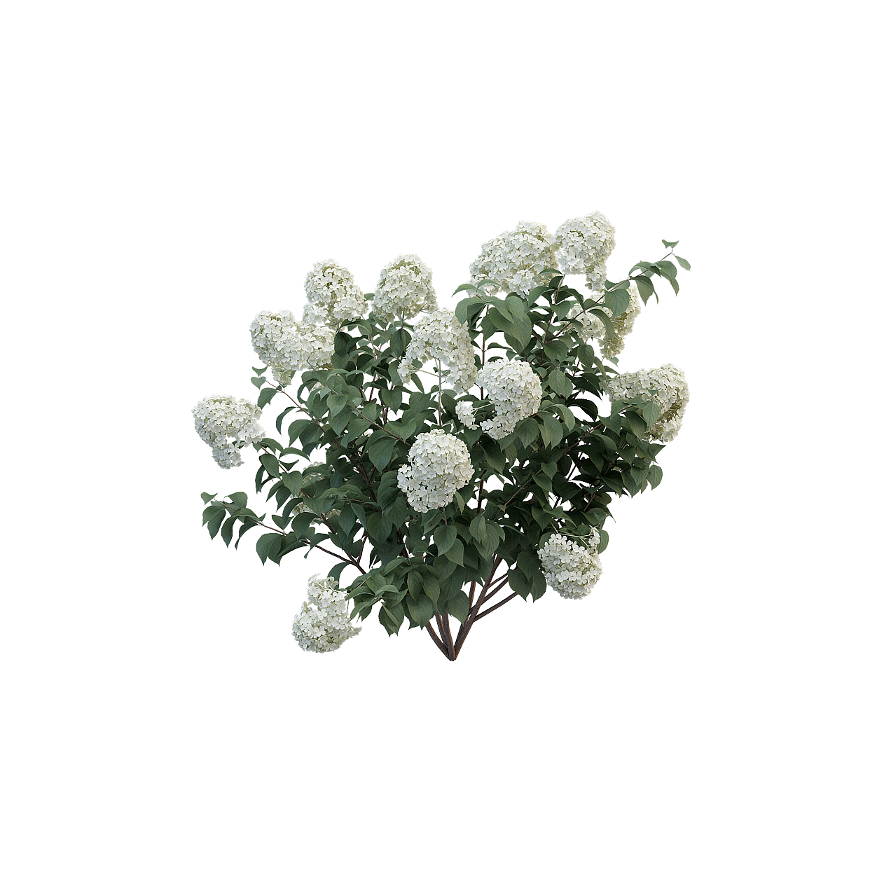 Elegant White Hydrangea 3D Model – Realistic Low-Poly Plant