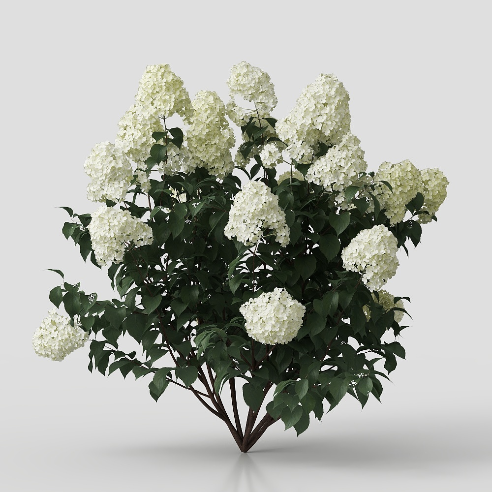 Elegant White Hydrangea 3D Model