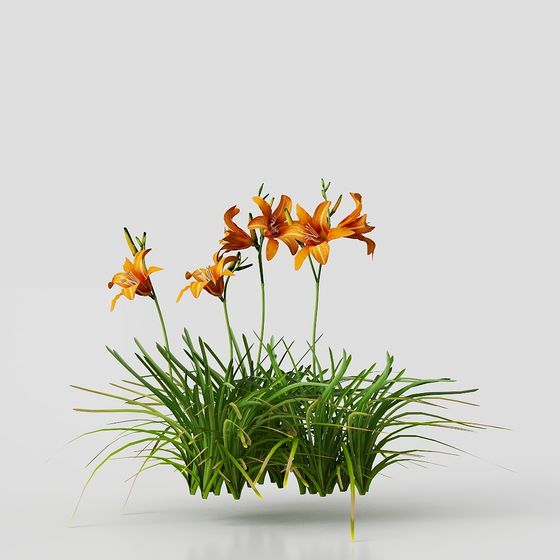 Orange Lily and Grass 3D model