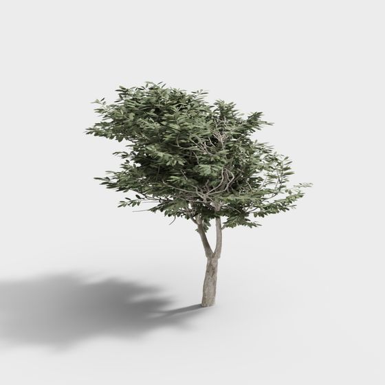 Realistic Olive Tree 3D Model for Creative Projects
