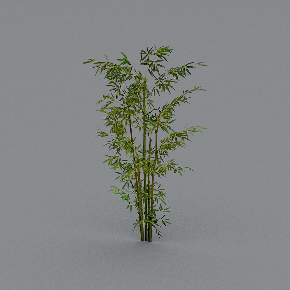 bamboo+tree