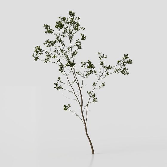 Youthful Tree 3D model