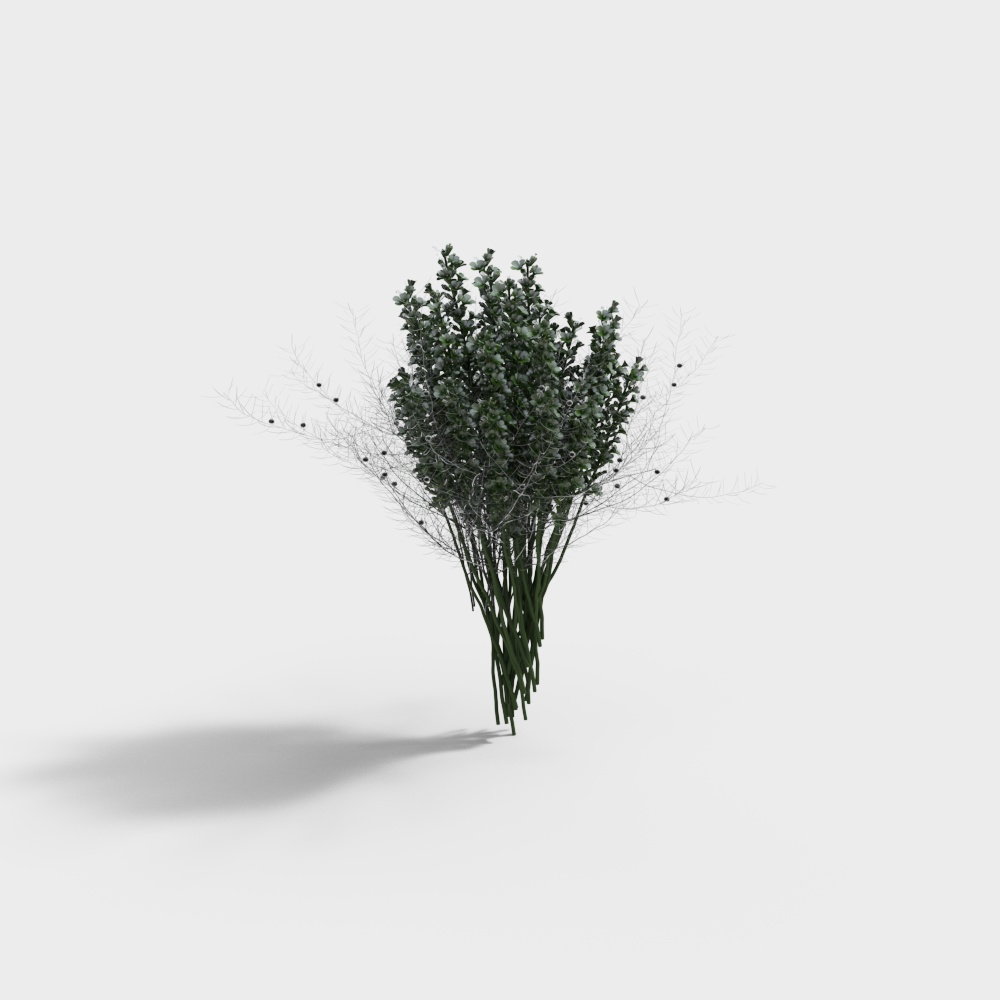 Green leafy plant with thin branches and small black berries on white background