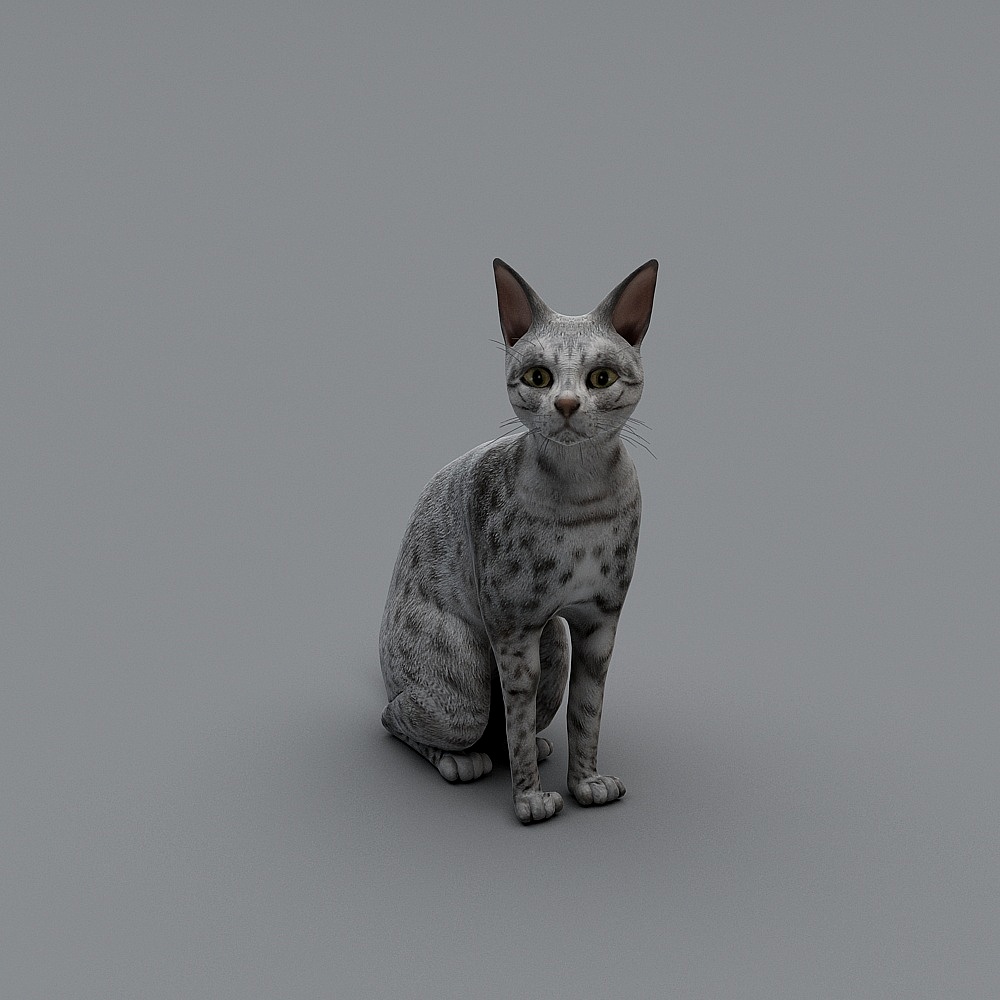 Realistic Gray Tabby Cat 3D model