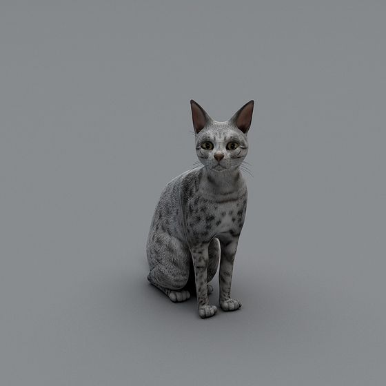 Realistic Gray Tabby Cat 3D model