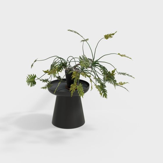 Modern black metal plant stand with round tray holding green fern on white background