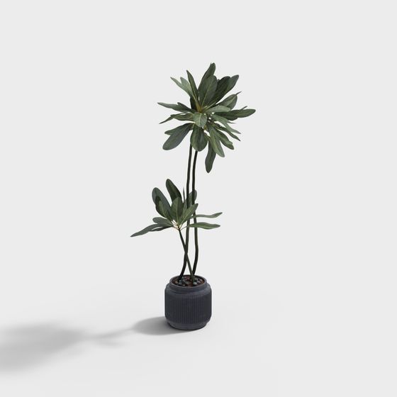 Fiddle Leaf Fig Plant 3D model