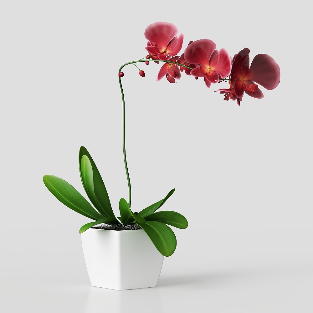 호접란, 흰 난초, 난초