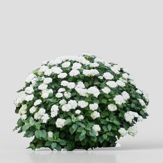 Snowy Blossom Bush 3D model