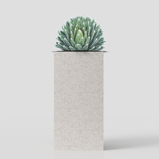 Plantes succulentes