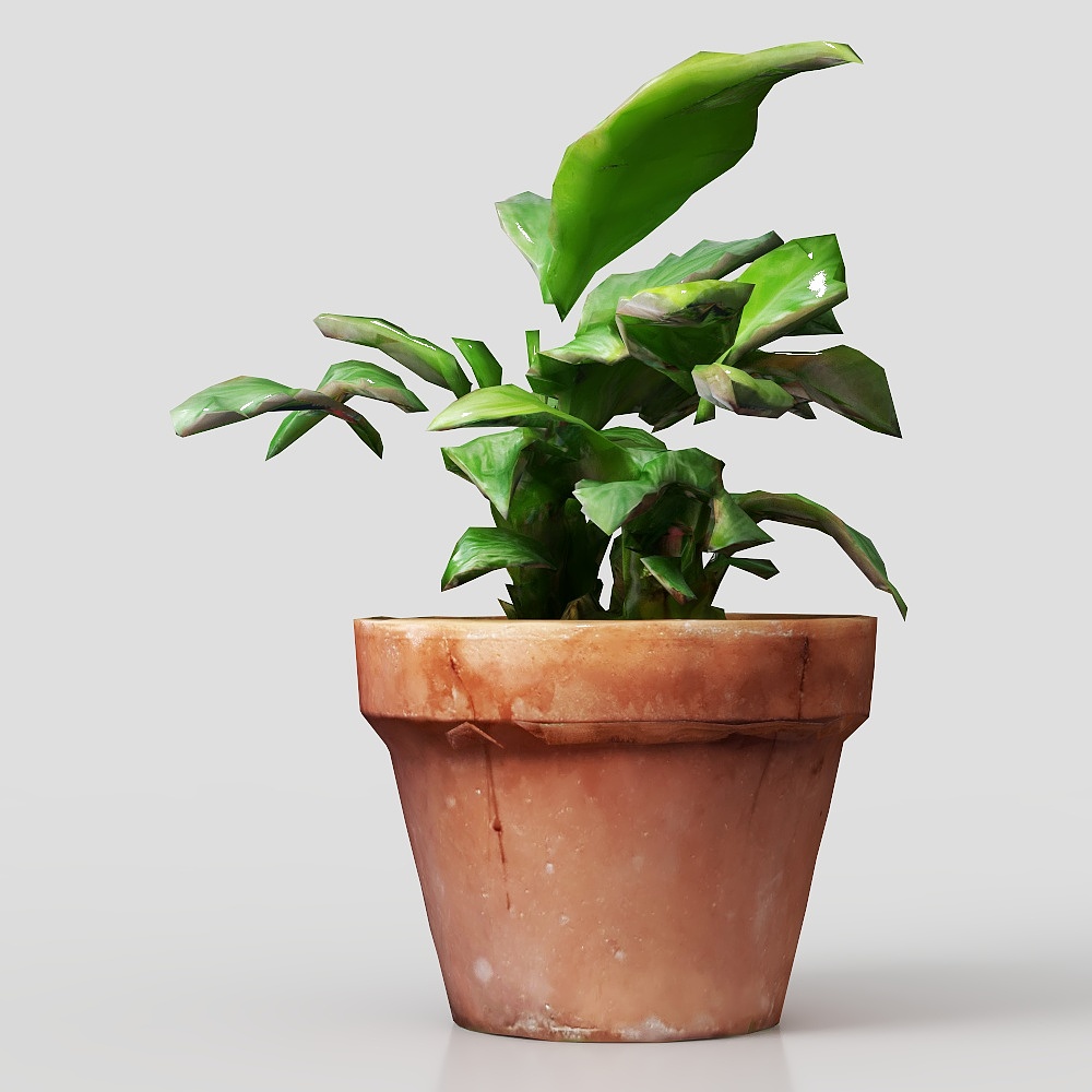 Victoria- Friedenslilie