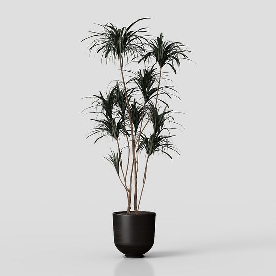 Dracaena Plant 3D Model for Contemporary Spaces