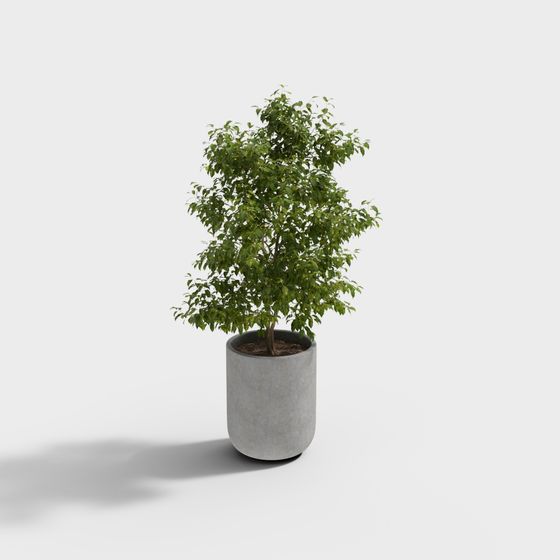 Lush Indoor Potted Plant 3D model