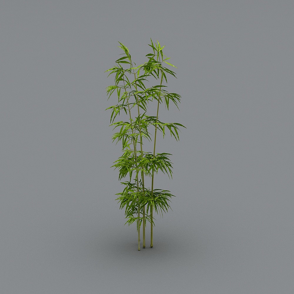 4604_Bambuzinho de Jardim