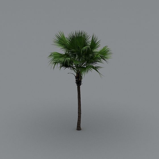 Realistic Palm Tree 3D model for Tropical Designs