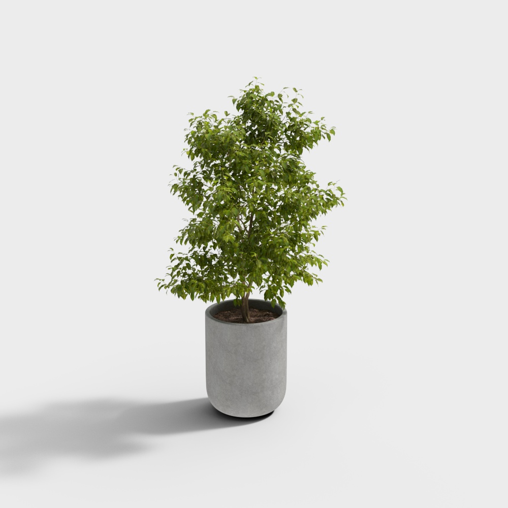 ต้นไม้ในกระถาง