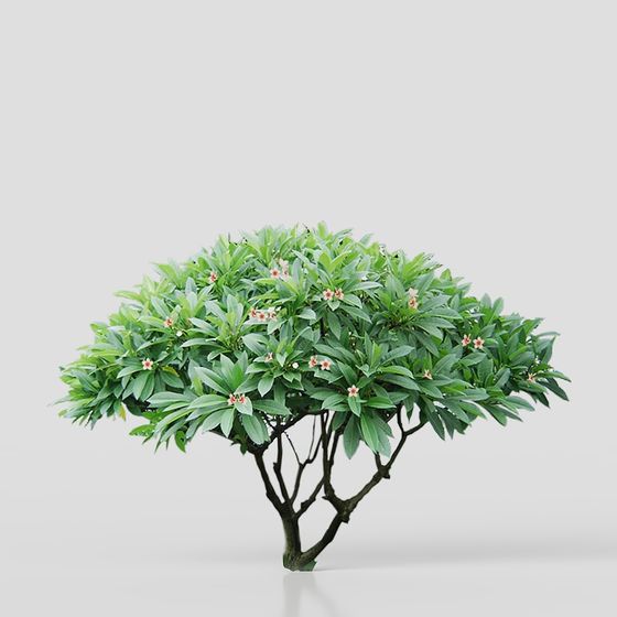 Garden Tree 3D model