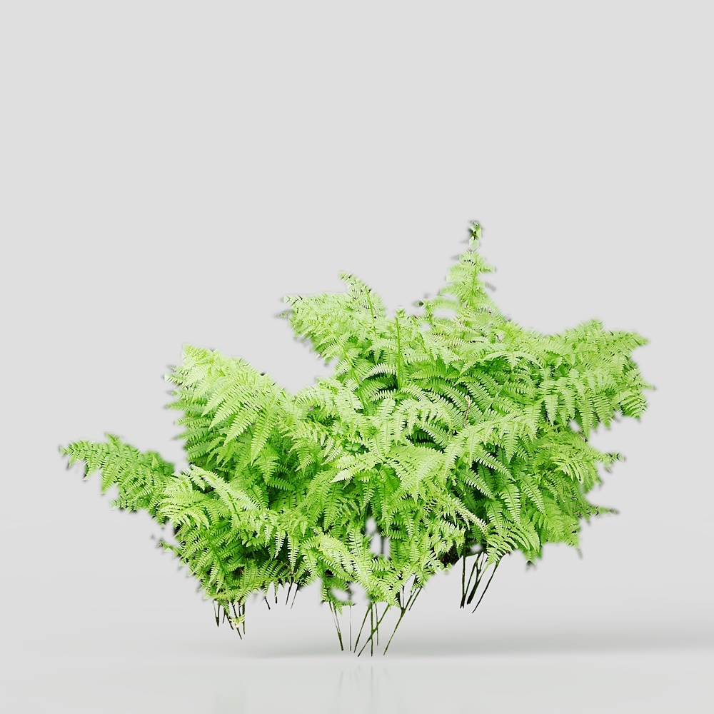 Cây bụi thường xanh (44)