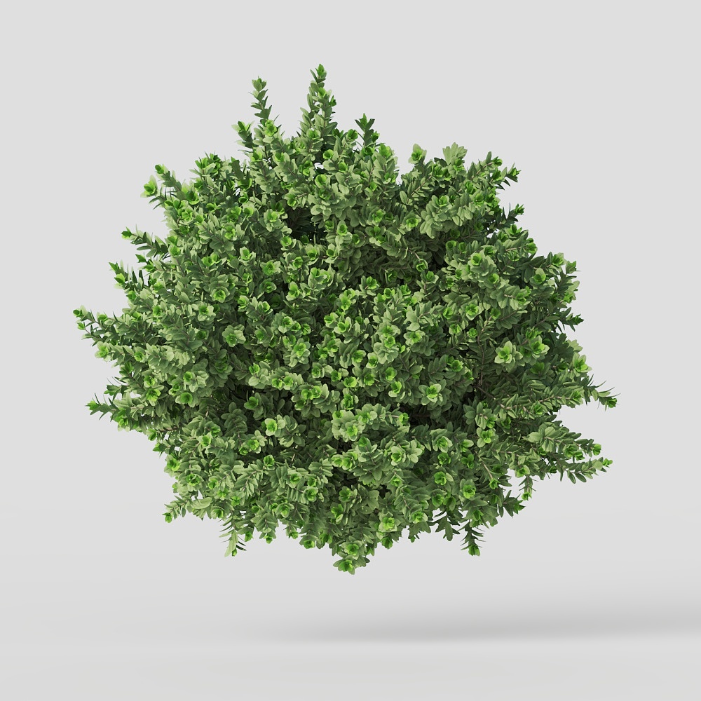 _เซอร์เพนไวน์ส ไม้ประดับอื่น ๆ ภาพวาดบรอกโคลีทะเลสาบ SU โมเดล ID_621377991