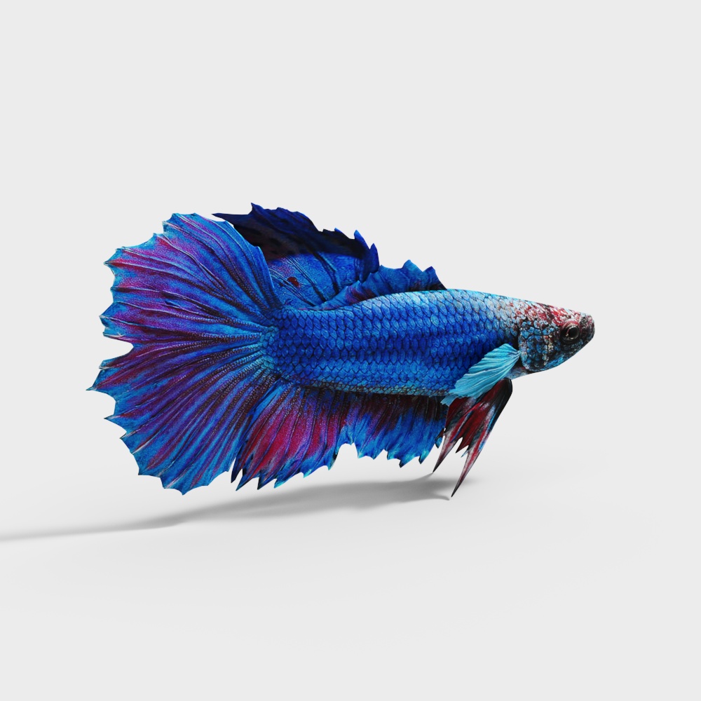 Vibrant blue and purple betta fish with flowing tail fins on white background