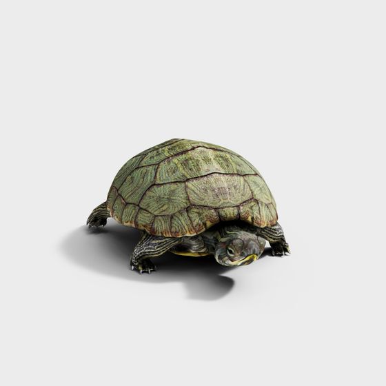 Forest Wanderer Turtle 3D model