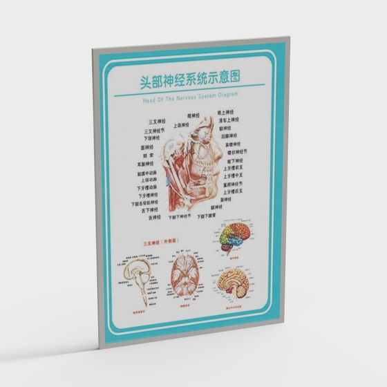 Head Nervous System 3D Model