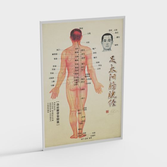 Foot Taiyang Bladder Meridian 3D Model