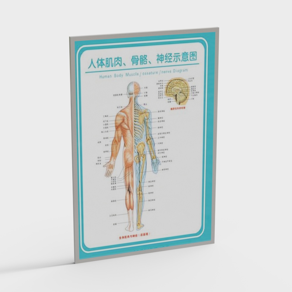 Human Anatomy 3D Model