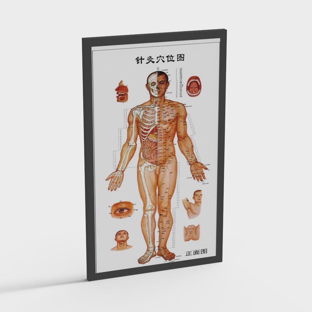 Detailed Human Anatomy 3D model for Creative Projects